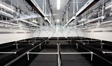 Indoor Cultivation
